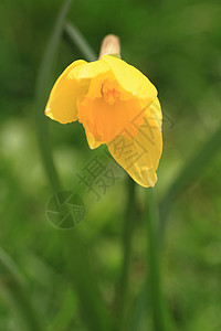 自给的花朵植物季节性草地季节绿色植物群水仙花黄色叶子花瓣图片