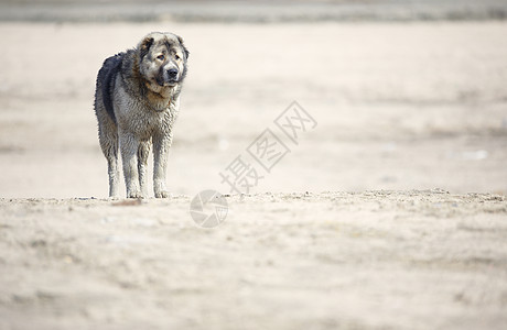 中亚洲牧羊犬自由狼狗宠物女性闲暇男性危险警觉哺乳动物毛皮图片