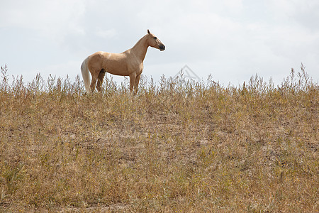 马地平线赛马孤独生活农场牧场活力哺乳动物草地野生动物图片