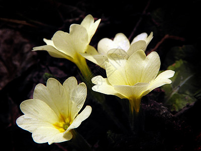 普里穆拉Primula花园宏观植物群绿色园艺树叶植物黄色季节花朵图片