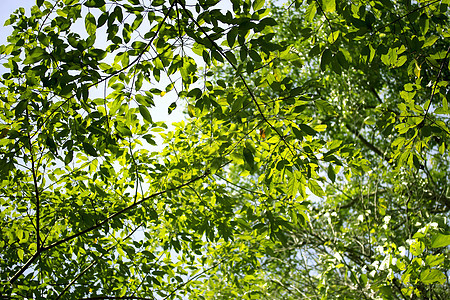 绿叶背景背景森林射线天空树木绿色公园植物太阳阳光花园图片