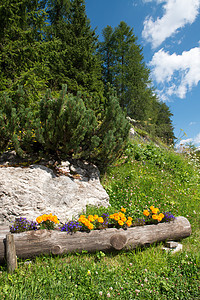 意大利夏季夏季多洛米人花花的颜色冰坡公吨岩石假期顶峰国家高度季节地平线旅行图片