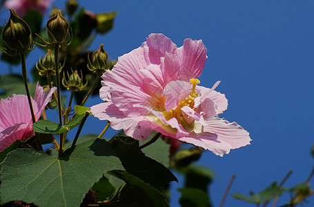 粘结黏性芙蓉柳条芦苇脑桥地块景点图片