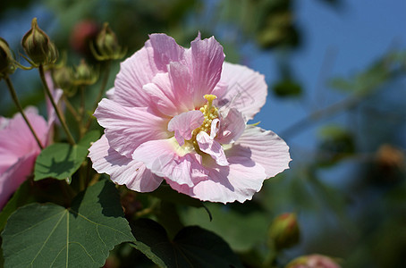 粘结黏性柳条芦苇芙蓉景点地块脑桥图片