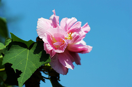 粘结黏性柳条地块芙蓉芦苇脑桥景点图片