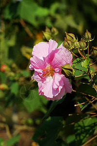 粘结黏性芦苇柳条脑桥芙蓉景点地块图片