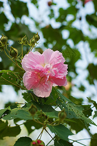 粘结黏性柳条脑桥地块芦苇芙蓉景点图片