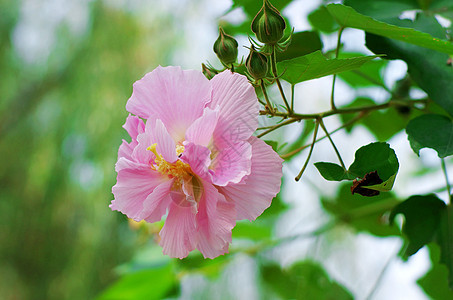 粘结黏性景点芦苇芙蓉脑桥地块柳条图片