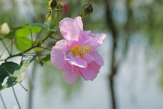 粘结黏性景点柳条芦苇地块芙蓉脑桥图片