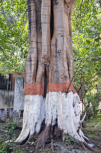 印度Amritsar公园油漆大树干图片