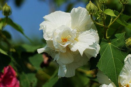 粘结黏性芙蓉地块芦苇脑桥柳条景点图片