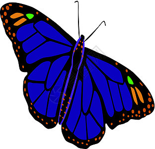 蝴蝶 它制作图案矢量生物学翅膀森林橙子触角漏洞动物热带女王花园图片