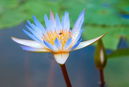 泰国水培法叶子植物学绿色池塘美丽植物百合花园花瓣图片