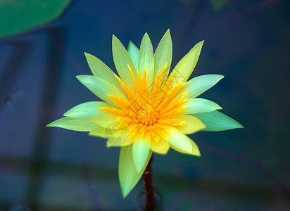 泰国池塘花瓣水培法植物学植物叶子百合绿色花园美丽图片