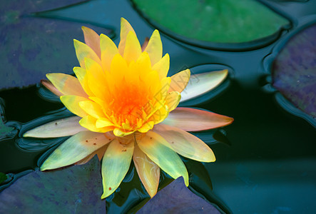 泰国美丽花瓣叶子水培法绿色植物学百合花园植物池塘图片