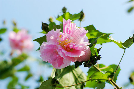 粘结黏性芙蓉景点脑桥芦苇地块柳条图片