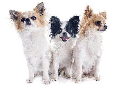 吉华人小狗黑色伴侣棕色动物团体白色工作室宠物犬类图片