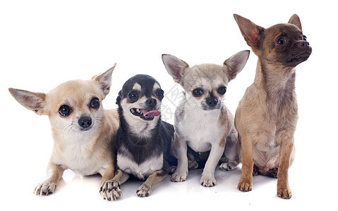 吉华人动物团体棕色宠物犬类工作室白色伴侣小狗图片