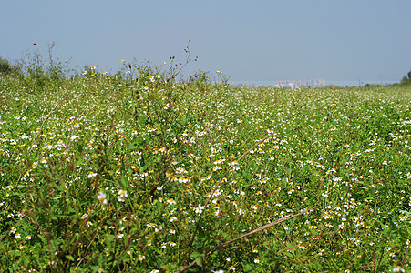 风景地块芦苇柳条芙蓉景点脑桥图片