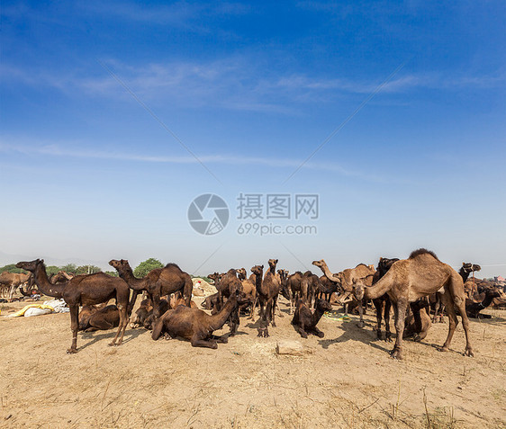 印度普什卡尔梅拉普什卡尔骆驼博览会交易骆驼生物动物节日娱乐博览会图片