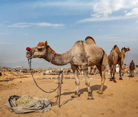 印度普什卡尔梅拉普什卡尔骆驼博览会动物节日博览会骆驼生物娱乐交易图片