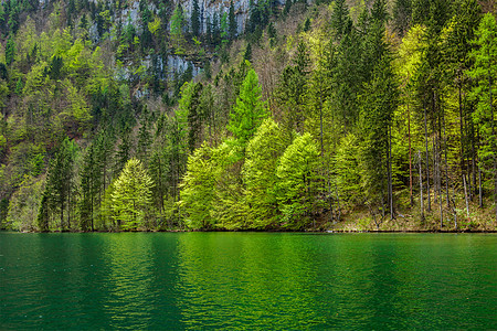 反映湖泊的绿树图片