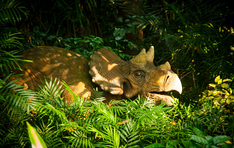 动物园公园爬虫危险公园哺乳动物气候蜥蜴乐趣古生物学动物园雨林图片