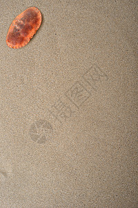 沙质上的螃蟹图片