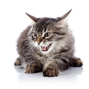 愤怒的猫好奇心友谊农场猫科晶须小猫兽医食肉尾巴虎斑图片