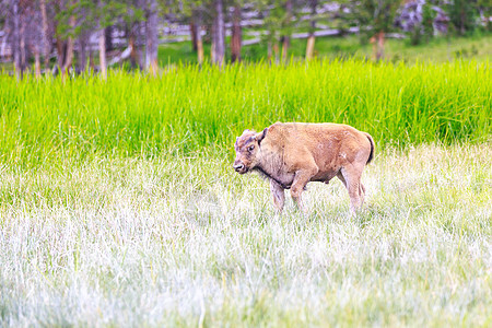 黄石公园的野生Bison Calf图片