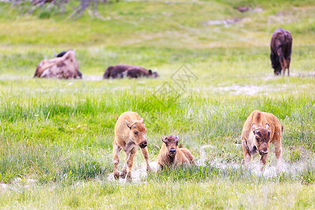 黄石公园的野生脊椎动物水平小牛动物团结符号隐喻勘探哺乳动物奶牛图片