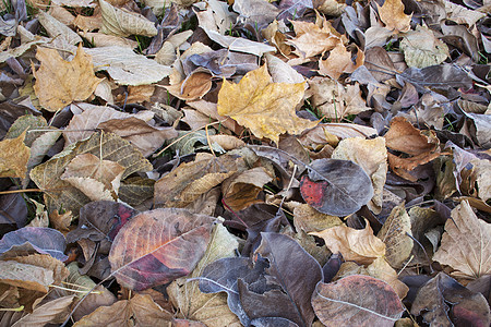 秋叶树纹理背景草地红色低角度黄色苹果梨棕色地面风化叶子图片