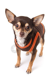 可爱的吉娃娃狗影棚衣服兽耳动物摄影棕色纯种狗衬衫背景图片