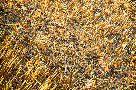 收获的田地背景草地收成食物稻草季节生活粮食场地农场天空图片