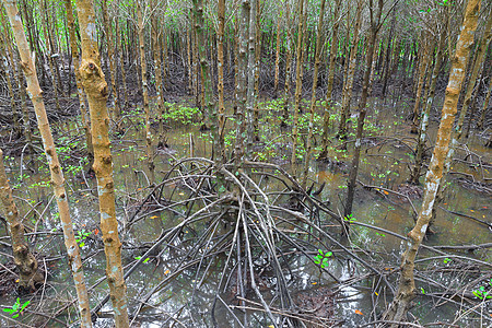 泰国红树林组织海滨叶子红树支撑植物热带森林沼泽绿色图片