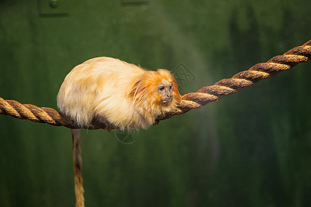 金金狮子塔马林动物动物园狮子野生动物生物哺乳动物古猿毛皮荒野丛林图片