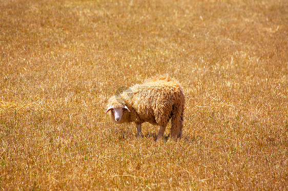 在金干草原中放牧的美诺卡羊图片
