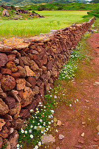 春天的羽间石墙 花朵盛着梅诺卡国家石工草地栅栏草本植物石头荒野植物季节场地图片
