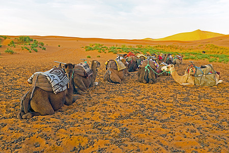 摩洛哥非洲Erg Chebbi沙漠的骆驼动物团体生活单峰探险家驼峰沙丘哺乳动物大篷车旅行图片