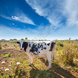 在附近放牧的油炸薯牛奶牛场地牛奶食物植物小牛家畜乳房国家牛肉图片