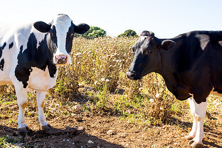 在Ciutadella附近放牧的牛群场地动物农村牧场国家家畜农田小牛食物乳房图片