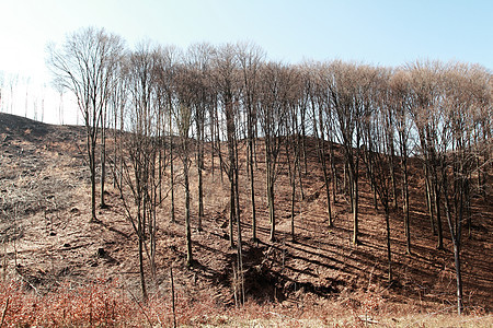 伐木戒指木头森林松树破坏季节损害树桩生态棕色图片
