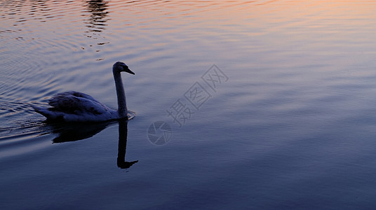孤单的天鹅荒野日出动物鸟类羽毛蓝色游泳池塘野生动物反射图片