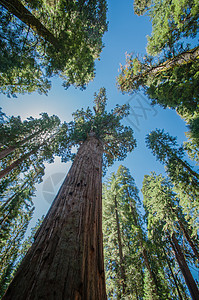 蓝色天空松树山脉国家公园树木红杉木头红木旅游旅行图片