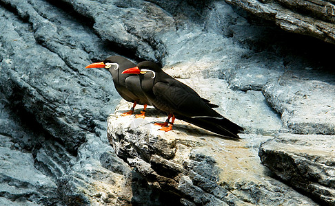 Inca Tern 科学名称海洋海鸟岩石动物园动物橙子燕鸥胡子白色黑色图片