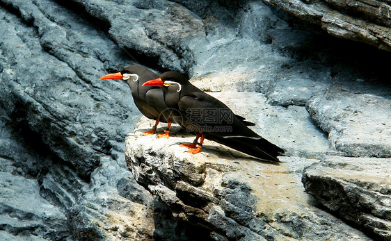 Inca Tern 科学名称海洋海鸟岩石动物园动物橙子燕鸥胡子白色黑色图片