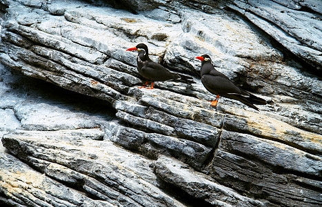 Inca Tern 科学名称燕鸥白色野生动物海洋羽毛动物海鸟鸟类黑色岩石图片