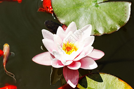 粉红水百合睡莲叶子植物学植物群池塘花园花朵水池植物季节图片