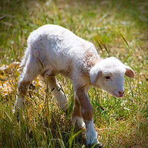 站在草原上的新生婴儿羊羔动物爬坡草地食物草原场地羊毛农场季节哺乳动物图片
