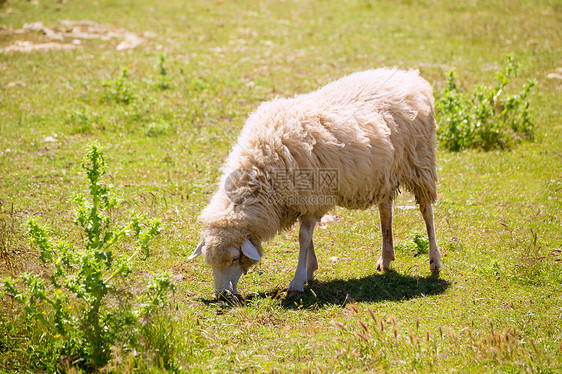 穆诺卡巴利阿里奇的牧羊草图片